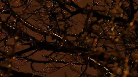Frozen tree after ice rain Stock Footage 125553107
