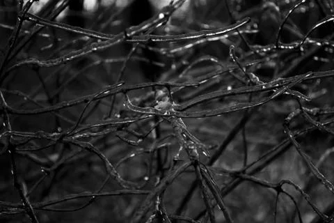 Frozen tree After rain Stock Photos
