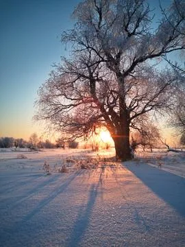 Frozen tree against the backdrop of the sun Foto stock