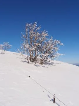 Frozen tree and barbed wire fence Foto stock