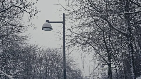 Frozen Tree and Lamp Pole Silhouettes in the Snow Stock Footage 300066057