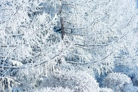 Frozen tree background Stock Photos