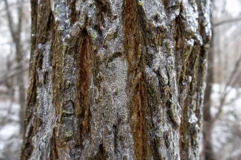 Frozen Tree Bark Covered with Ice - Winter Texture Close Up Fotos de archivo