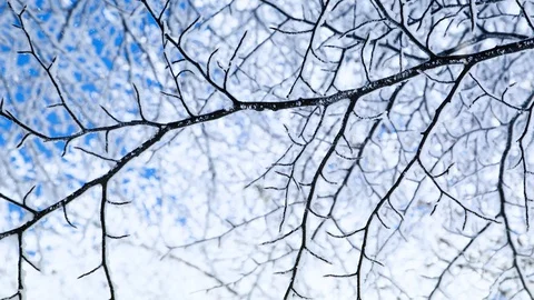 Frozen tree branch during snowfall Vídeos de archivo 97849559