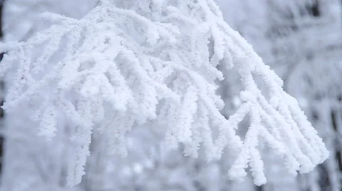 Frozen tree branch Stock Footage 34249130
