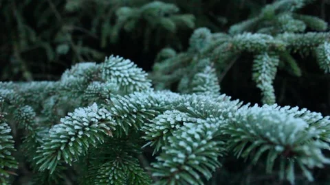 Frozen tree branch Stock Footage 225690635