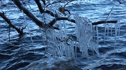 Frozen tree branch Stock Footage 270424113