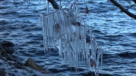 Frozen tree branch Video stock 270424124