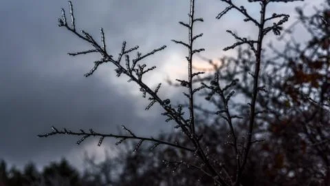 Frozen tree branch grey sky Stock Photos