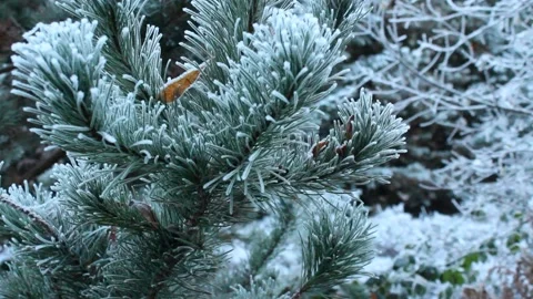Frozen tree branch with Robin in the background Stock Footage 225690904