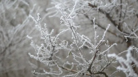 Frozen tree branch in the winter Video stock 102197714