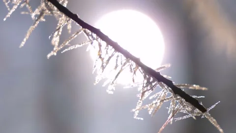 Frozen tree branch in winter forest. Frost needles icicles on the tree Stock Footage 150570649