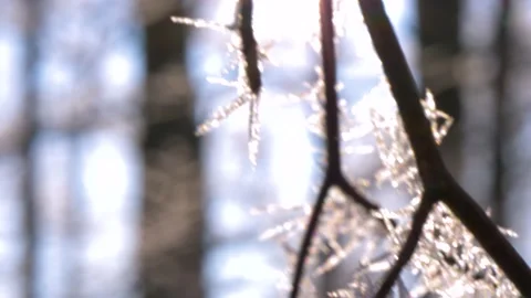 Frozen tree branch in winter forest. Frost needles icicles on the tree Stock-Footage 150570748
