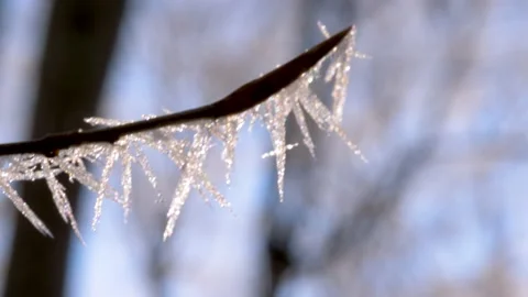 Frozen tree branch in winter forest. Frost needles icicles on the tree Vídeo Stock 150570761