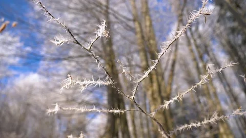 Frozen tree branch in winter forest. Frost needles icicles on the tree Video stock 150570805