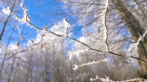 Frozen tree branch in winter forest. Frost needles icicles on the tree Stock Footage 150570819