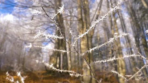Frozen tree branch in winter forest. Frost needles icicles on the tree Stock-Footage 150570856