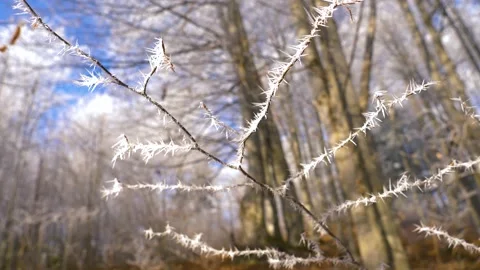 Frozen tree branch in winter forest. Frost needles icicles on the tree Stock Footage 150570872