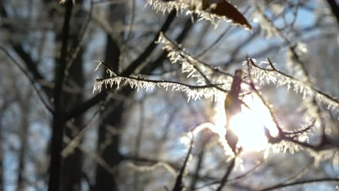 Frozen tree branch in winter forest. Frost needles icicles on the tree Stock Footage 150570957