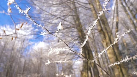Frozen tree branch in winter forest. Frost needles icicles on the tree Stock-Footage 150571412