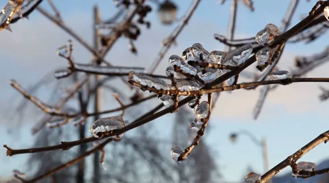 Frozen tree branches after ice storm Stock Footage 33649986