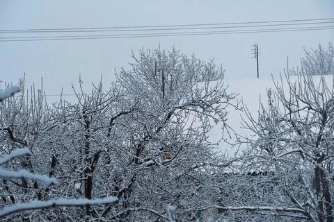 Frozen tree branches against the backdrop of a snow-covered roof 写真素材