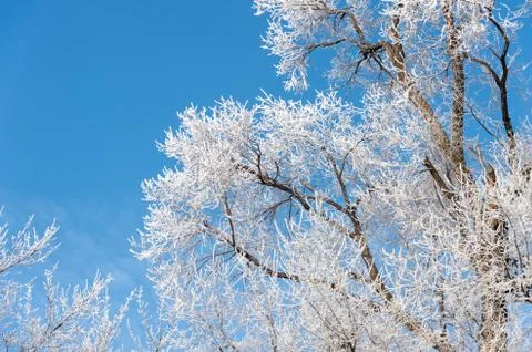 Frozen tree branches against the blue sky Stock Photos