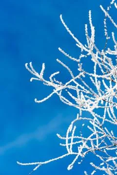 Frozen tree branches against the blue sky Stock Photos