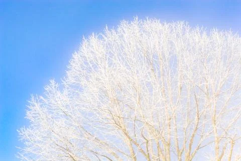 Frozen tree branches against the clear blue sky Stock Photos