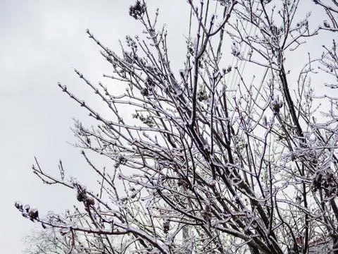 Frozen Tree Branches Against White Sky - Winter Ice Storm Stock Photos