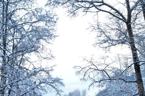 Frozen tree branches and sky in centre, copyspace.Winter background. Stock Photos