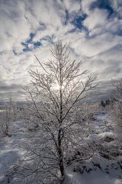 Frozen tree branches catching winter sun rays Stock Photos