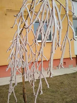 Frozen tree branches close-up winter time tree care. icy tree branches Stock Photos
