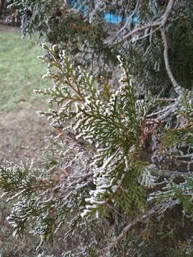 Frozen tree branches close-up winter time tree care. icy tree branches Stock Photos