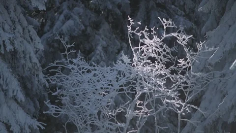 Frozen tree branches covered with frost. 스톡 동영상 336003721