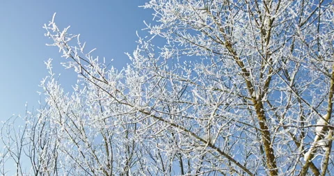 Frozen tree branches covered in hoarfrost Video stock 327418830