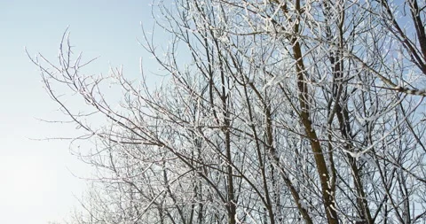 Frozen tree branches covered in hoarfrost moving in the wind Stock-Footage 327529416