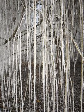 Frozen tree branches covered with hoarfrost in prague Stock Photos