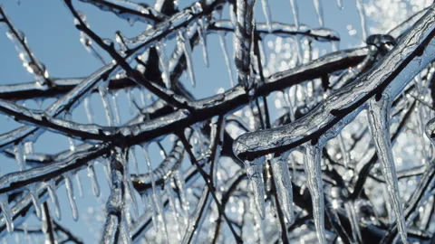 Frozen tree branches covered in ice with icicles glistening in sunlight against Stock Footage 303665971
