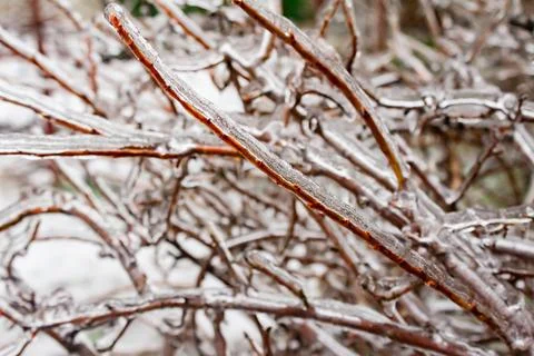 Frozen tree branches covered in ice. Stock Photos