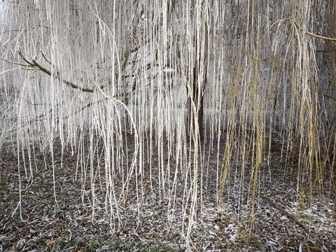 Frozen tree branches covered in ice in prague, czechia, in december Stock Photos