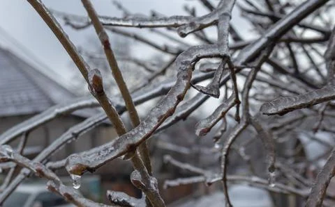 Frozen Tree Branches Covered in Ice - Winter Storm Close Up Fotos de archivo