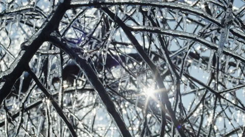 Frozen tree branches covered in icicles against a bright winter sky. Macro shot Stock Footage 303516837
