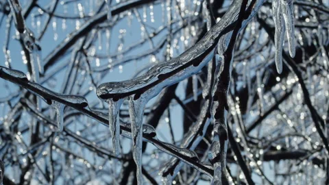 Frozen tree branches covered in icicles against a bright winter sky. Macro shot Stock Footage 303519376