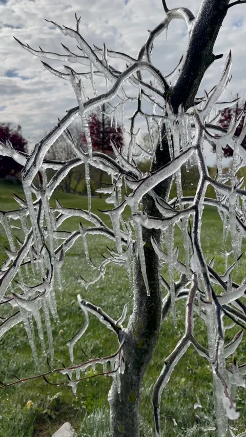 Frozen tree branches covered in icicles after a winter storm Stock Footage 335620648