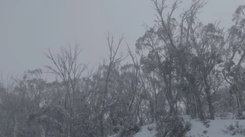 Frozen Tree Branches Covered in Snow, 6K Stock-Footage 332588677