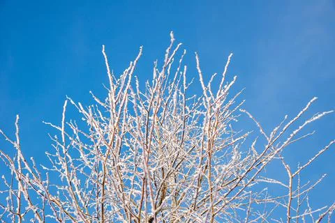 Frozen tree branches covered with snow on a clear blue sky background Foto stock