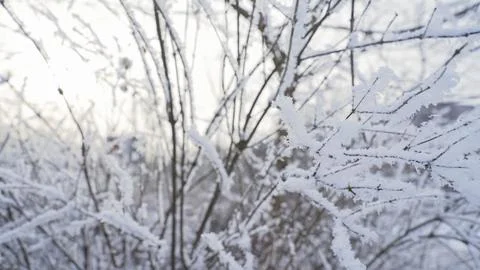 Frozen tree branches dolly slide. Branches in the snow in winter 写真素材