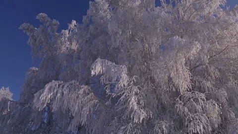 Frozen tree branches. Extreme cold. Stock Footage 70046524