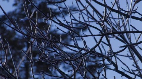 Frozen Tree Branches. Stock-Footage 57251605